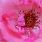 Strauchrose, Rosa spec., Rosaceae, Rattersdorf, Bgld / A