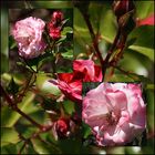 Strauchrose "Rosenstadt Freising"