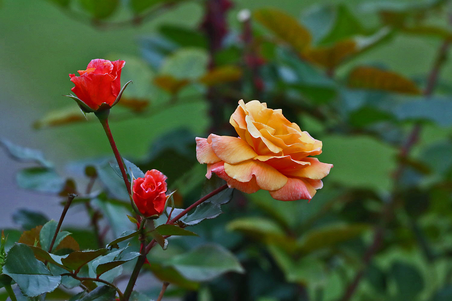 Strauchrosen im Garten