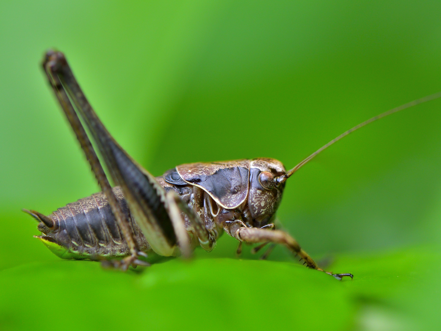 Strauchschrecke - Pholidoptera griseoaptera