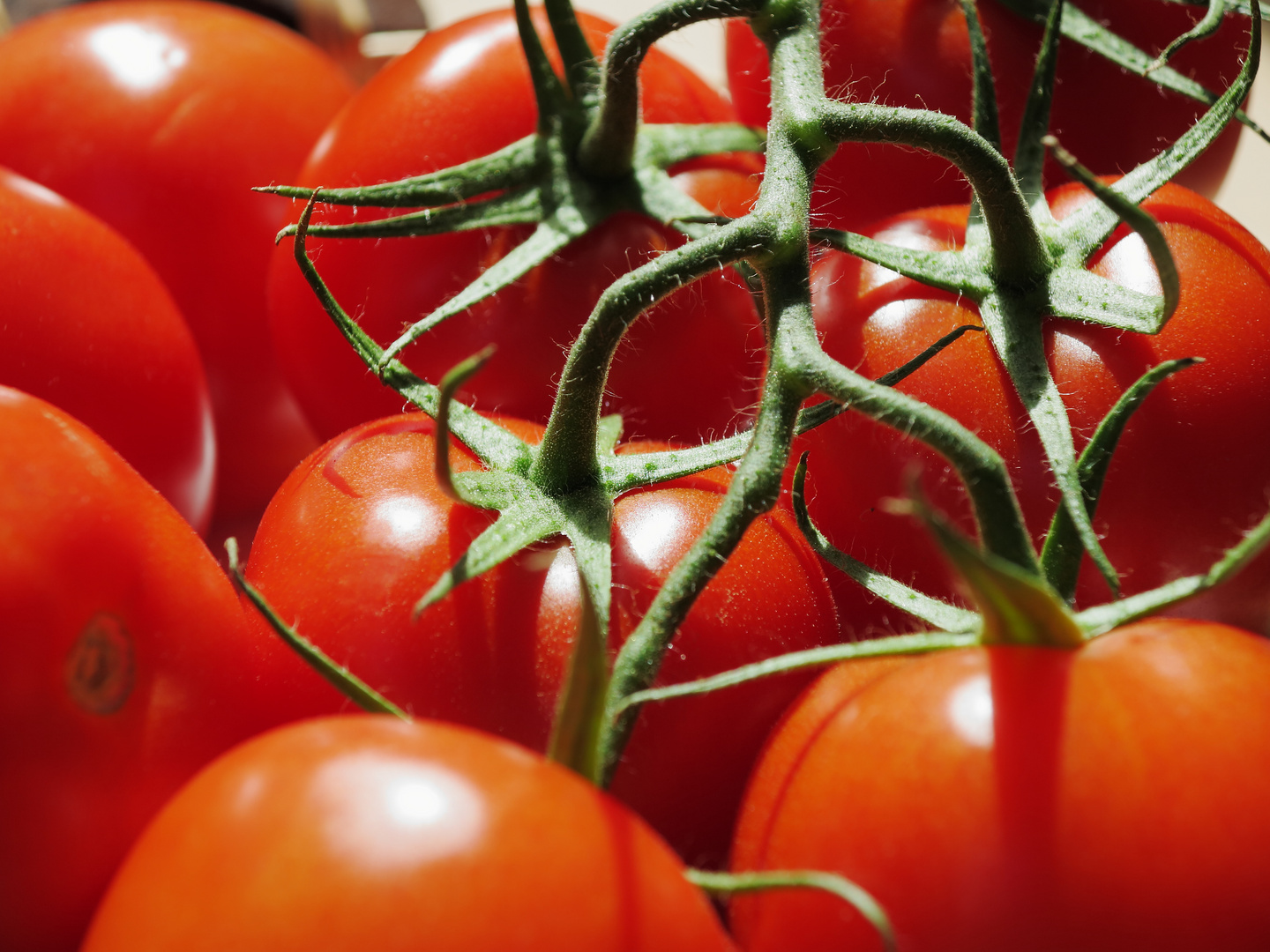 Strauchtomaten