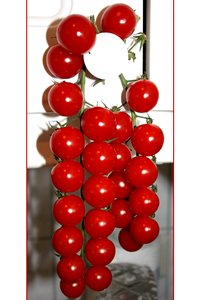 Strauchtomaten