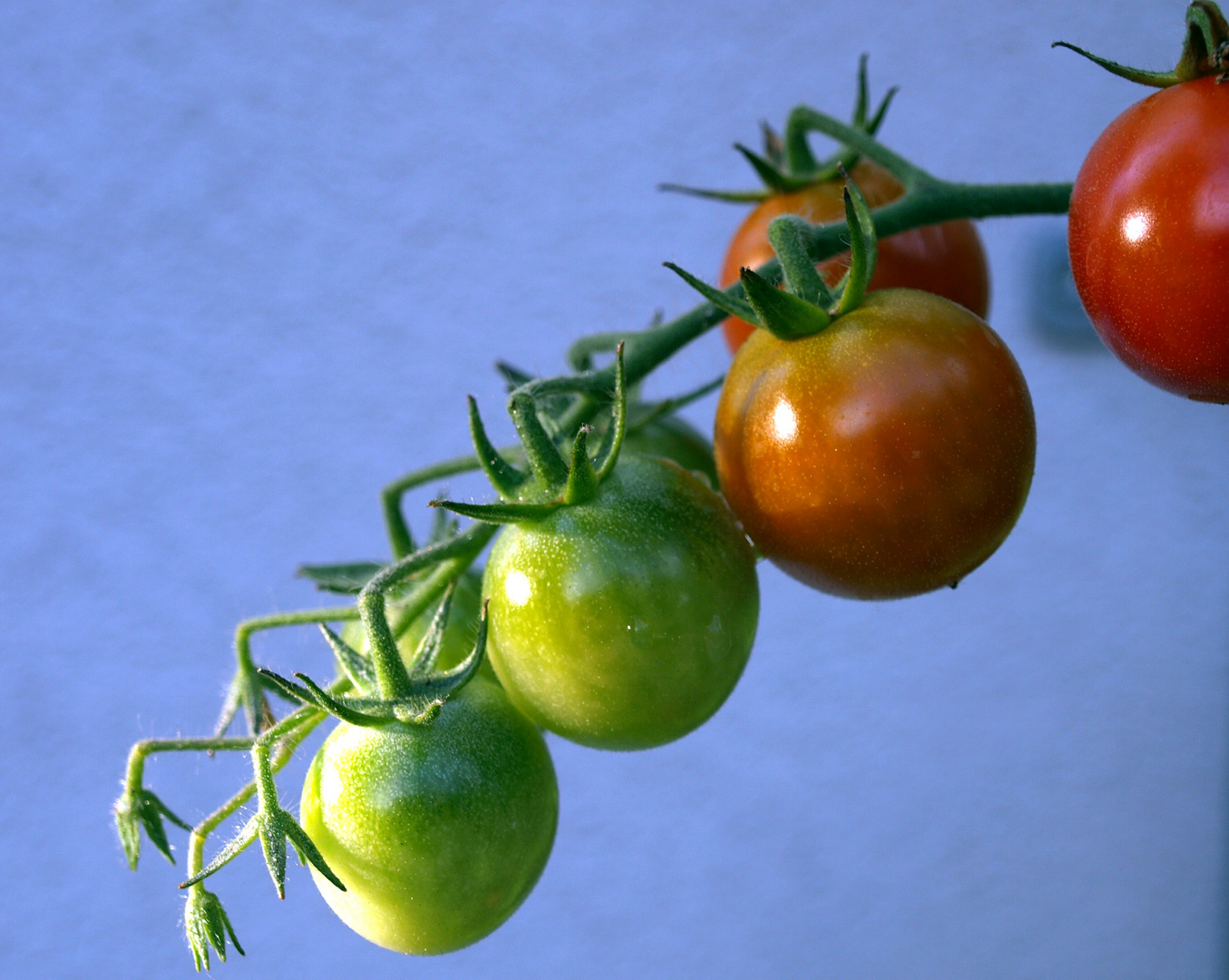 Strauchtomaten rot und grün