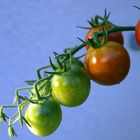 Strauchtomaten rot und grün