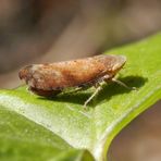 Strauchzirpe (Fieberiella sp.) auf Zaunwinde