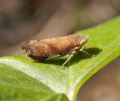 Strauchzirpe (Fieberiella sp.) auf Zaunwinde