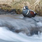 Straumönd - Harlequin (Histrionicus histrionicus)