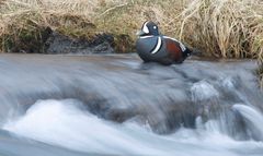 Straumönd - Harlequin (Histrionicus histrionicus)