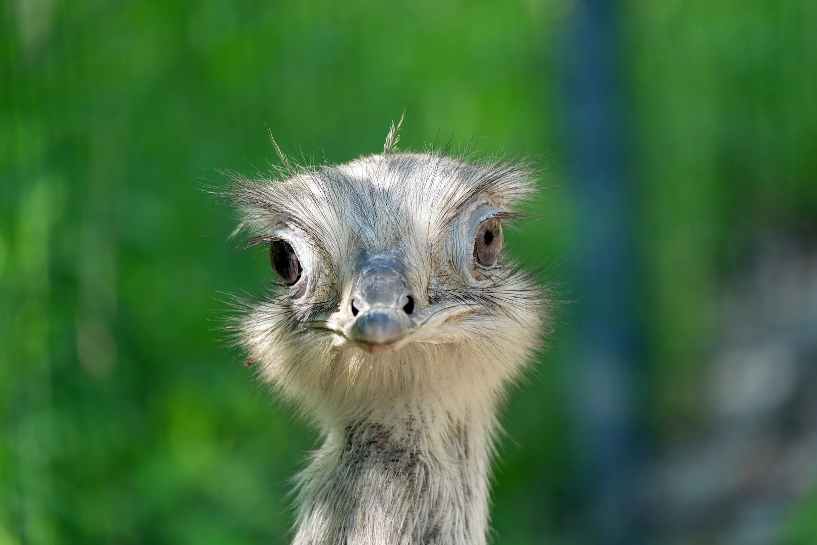 Straus im Augen - Blick