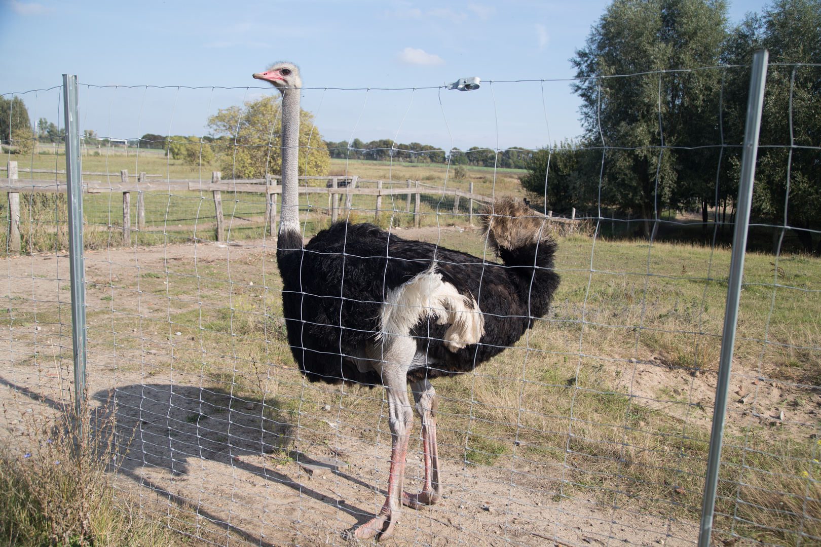 Strauß-2 oder Struthio camelus