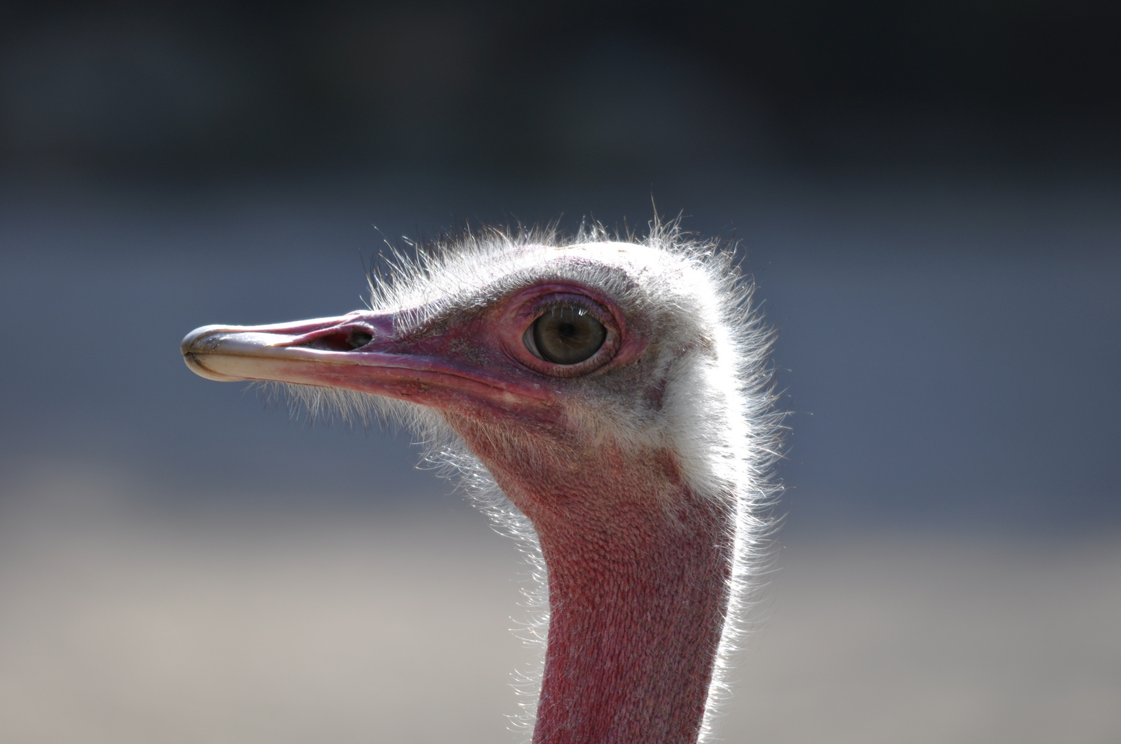 Strauß Foto & Bild tiere, zoo, wildpark & falknerei, vögel Bilder auf Strauß Foto & Bild tiere, zoo, wildpark & falknerei, vögel Bilder auf