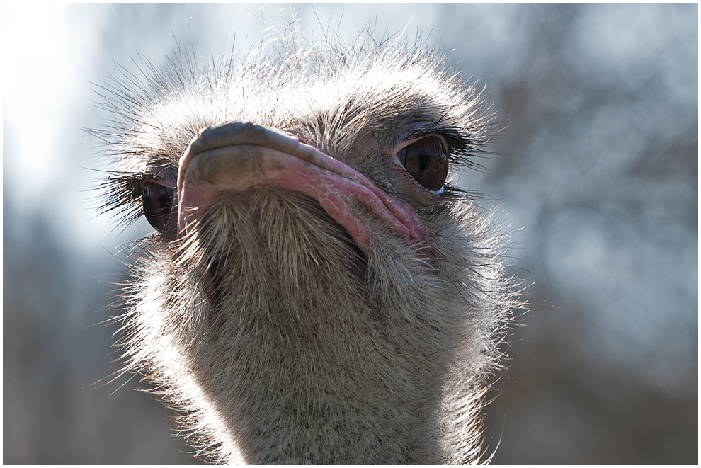 Strauß Foto & Bild tiere, zoo, wildpark & falknerei, vögel Bilder auf Strauß Foto & Bild tiere, zoo, wildpark & falknerei, vögel Bilder auf