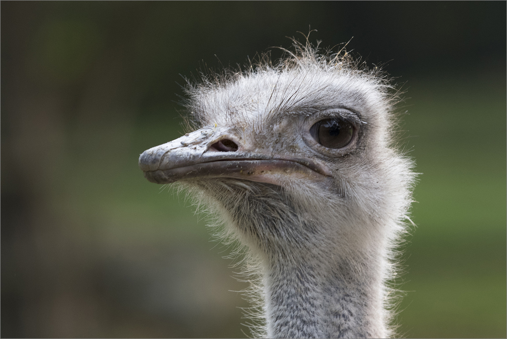 Strauß Foto & Bild natur, zoo,