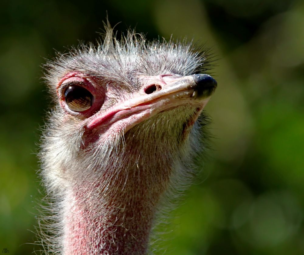 Strauß Foto & Bild tiere, zoo, wildpark & falknerei, vögel Bilder auf Strauß Foto & Bild tiere, zoo, wildpark & falknerei, vögel Bilder auf