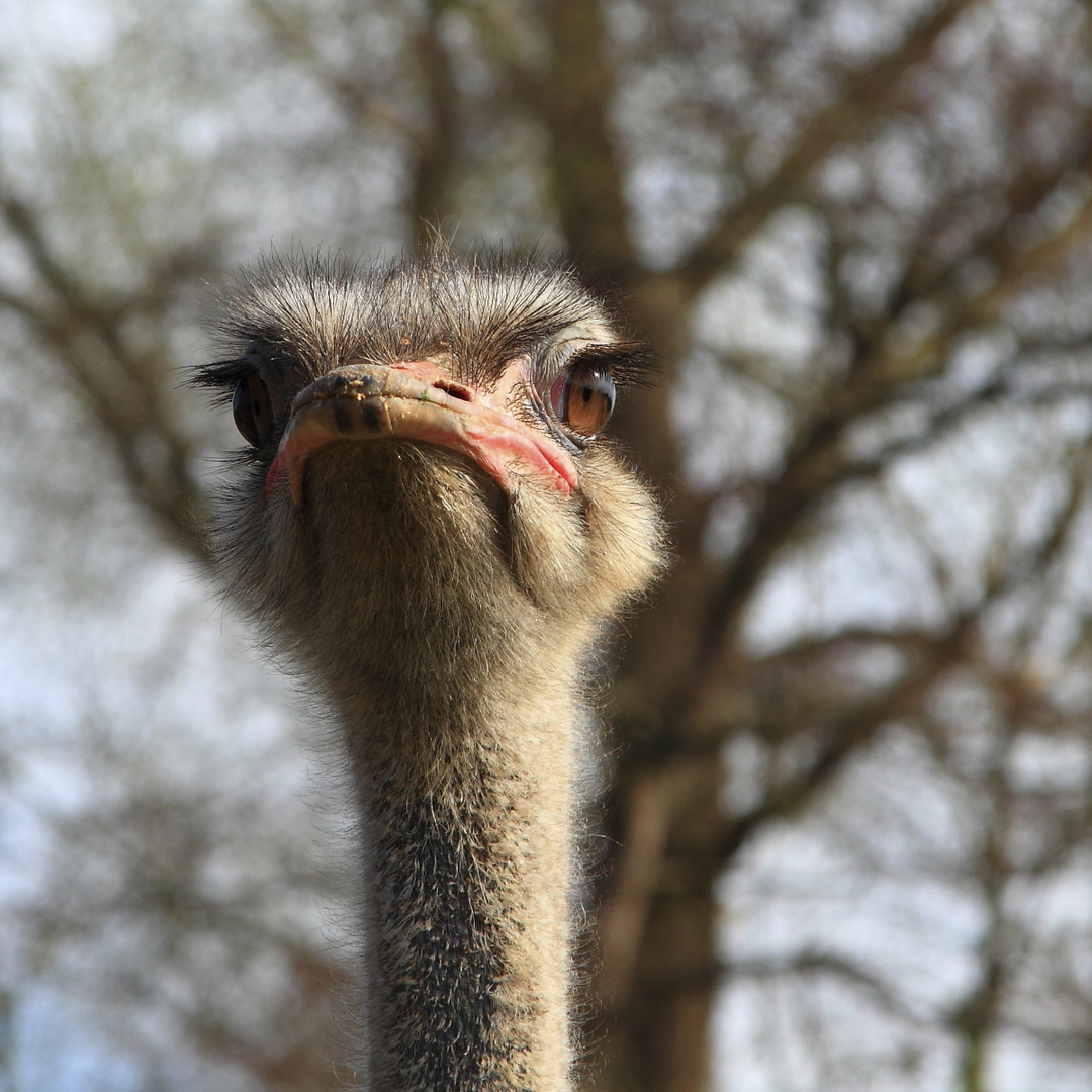Strauß Foto & Bild tiere, wildlife,