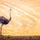 Strauß blickt ins Land