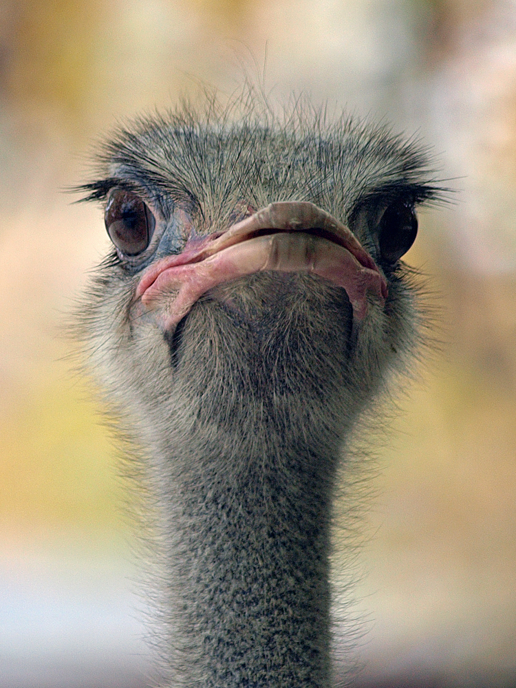 Strauß... Foto & Bild tiere, zoo, wildpark & falknerei, vögel Bilder auf Strauß... Foto & Bild tiere, zoo, wildpark & falknerei, vögel Bilder auf