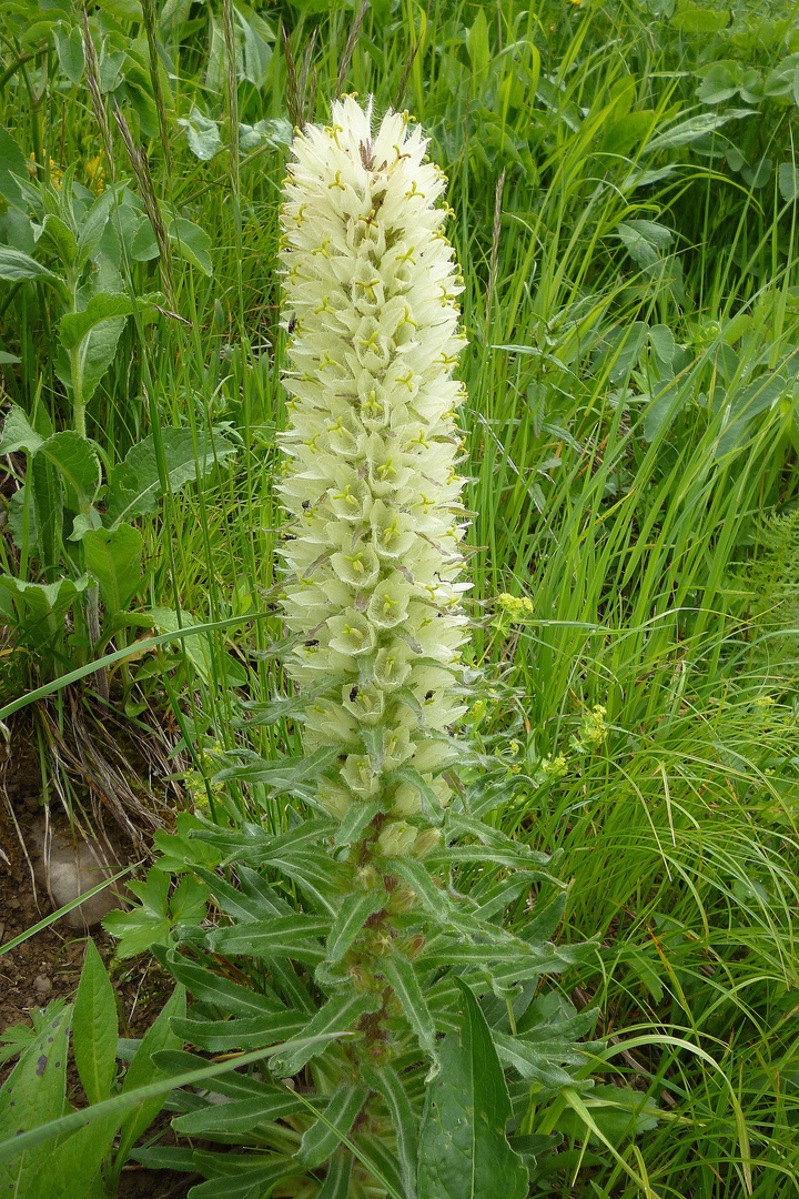 Strauß Glockenblume (Campanula thyrsoidea)