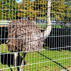 Strauß hinter Gittern