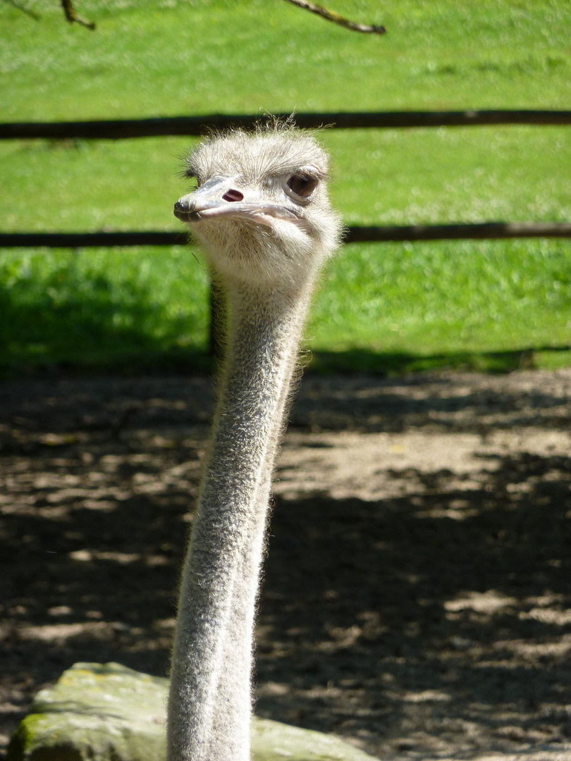 Strauss im Aachener Tierpark