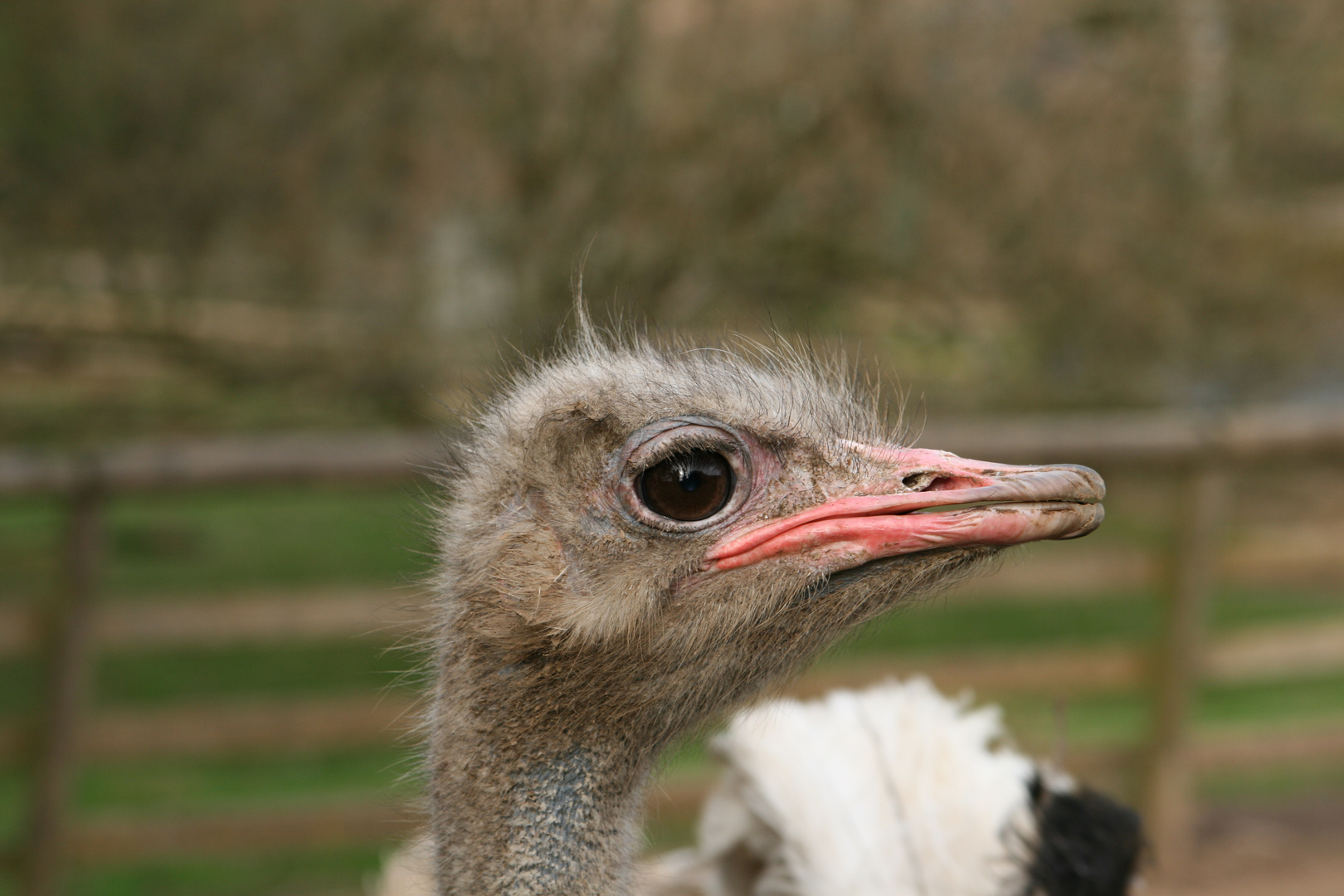 Strauß im Eifelzoo