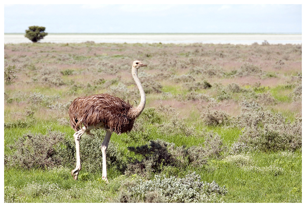 Strauß im Etosha-Nationalpark