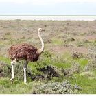 Strauß im Etosha-Nationalpark