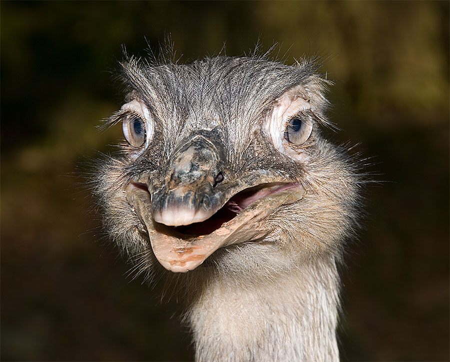 Strauß im Jurong BirdPark