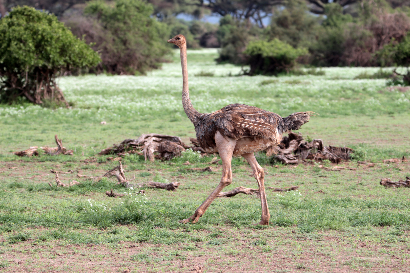 Strauß im Nationalpark Amboseli, Kenia