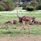 Strauß im Nationalpark Amboseli, Kenia