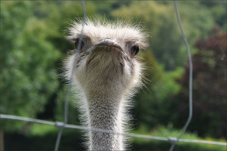 Strauss im Opel-Zoo Kronberg