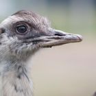 Strauß im Safaripark Stukenbrock