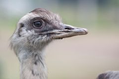 Strauß im Safaripark Stukenbrock