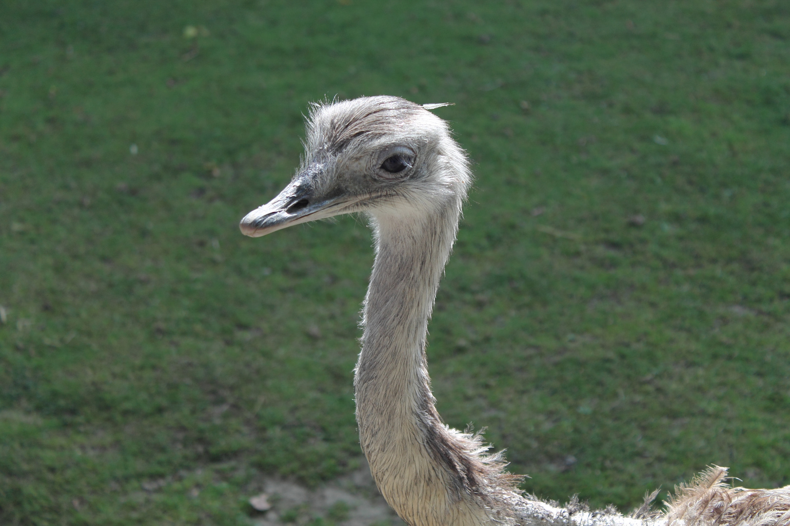 Strauß im Tierpark