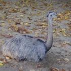 Strauss im Tierpark Linz