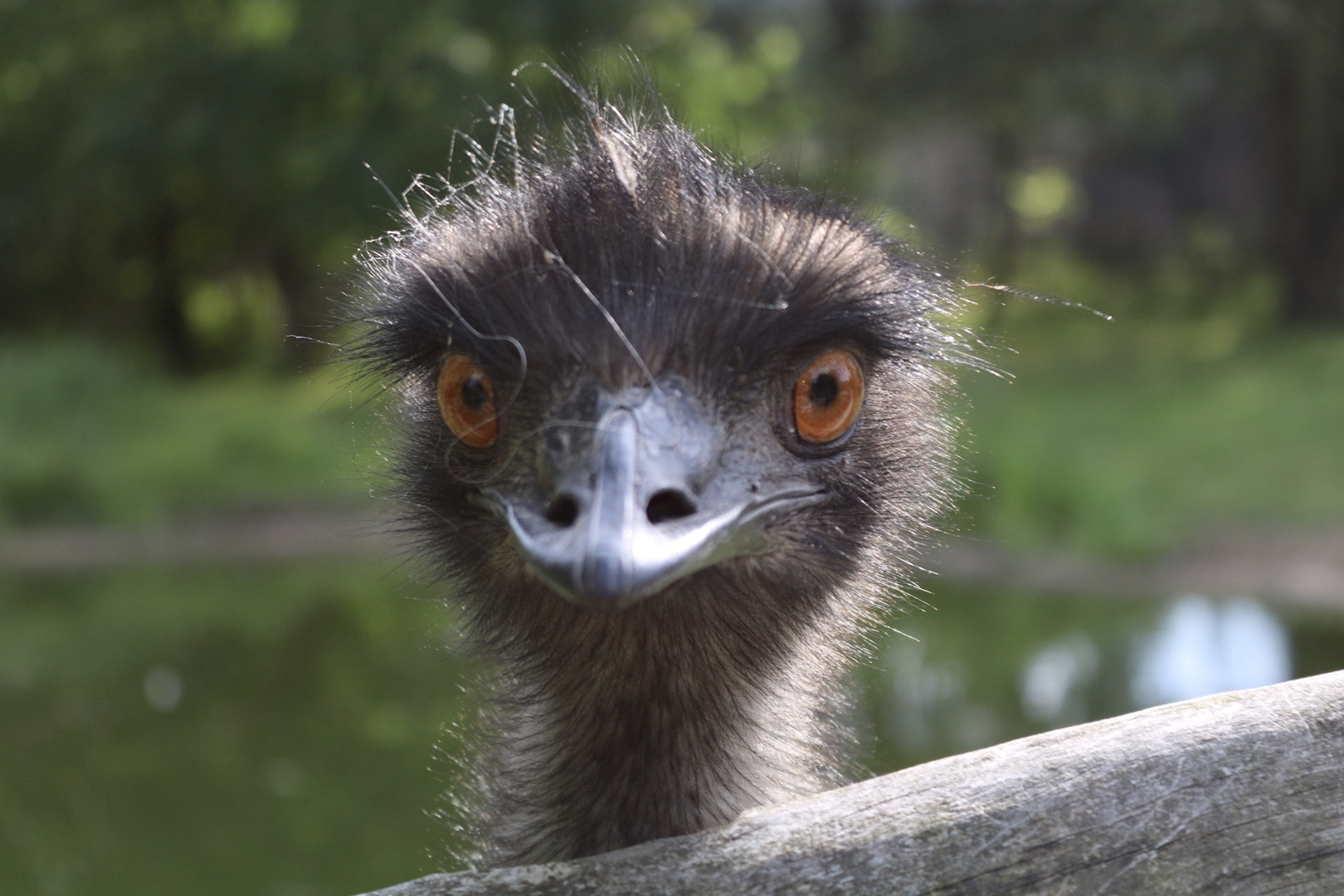 Strauß im Vogelpark Marlow