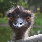 Strauß im Vogelpark Marlow