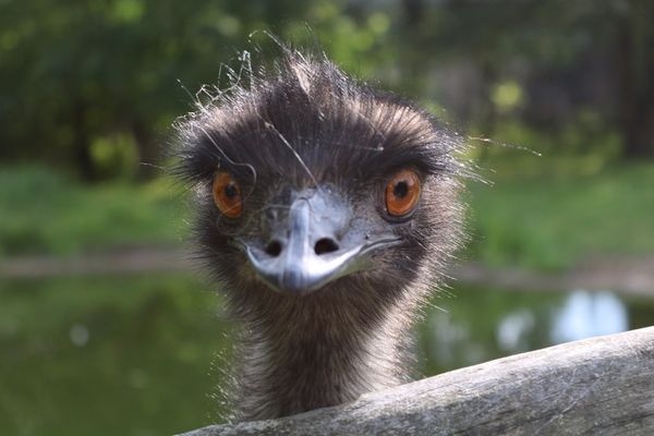 Strauß im Vogelpark Marlow