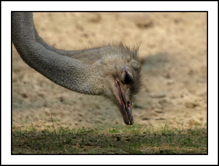 Strauß im Zoo Hannover 02