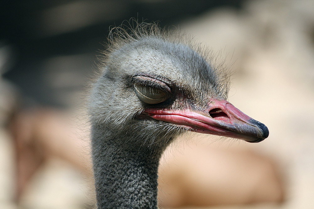 Strauß im Zoo Hannover #2 - müder Geselle