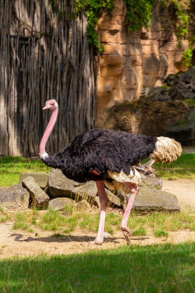 Strauß im Zoo Hannover