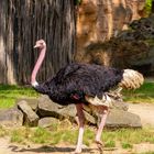 Strauß im Zoo Hannover