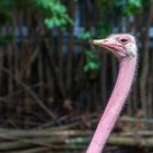 Strauß im Zoo Hannover