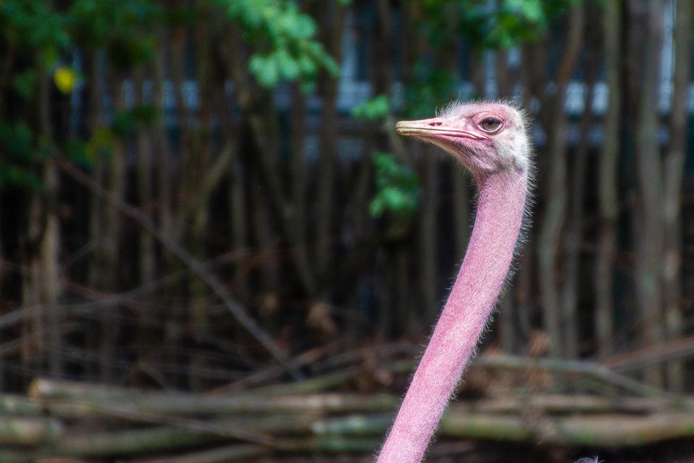 Strauß im Zoo Hannover