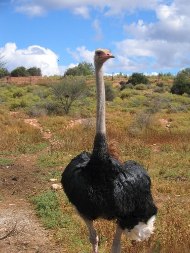 Strauss in der kleinen Karoo