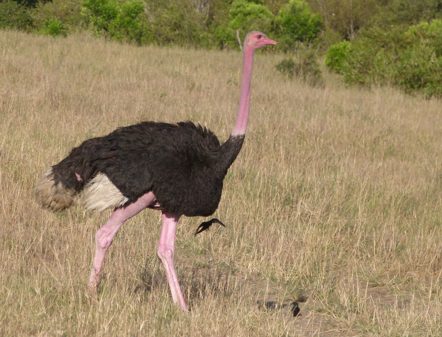 Strauß in der Masai Mara 1