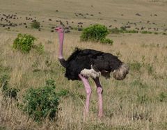 Strauß in der Masai Mara