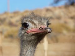 Strauß. In der Nähe von Aus, Namibia.