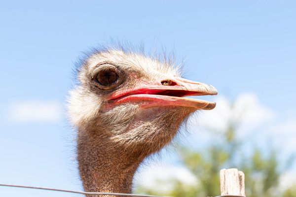 Strauß mit Popelnase