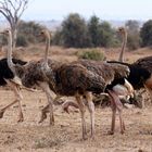 Strauß-Parade im Amboseli Nationalpark